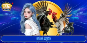 Đá gà mạng